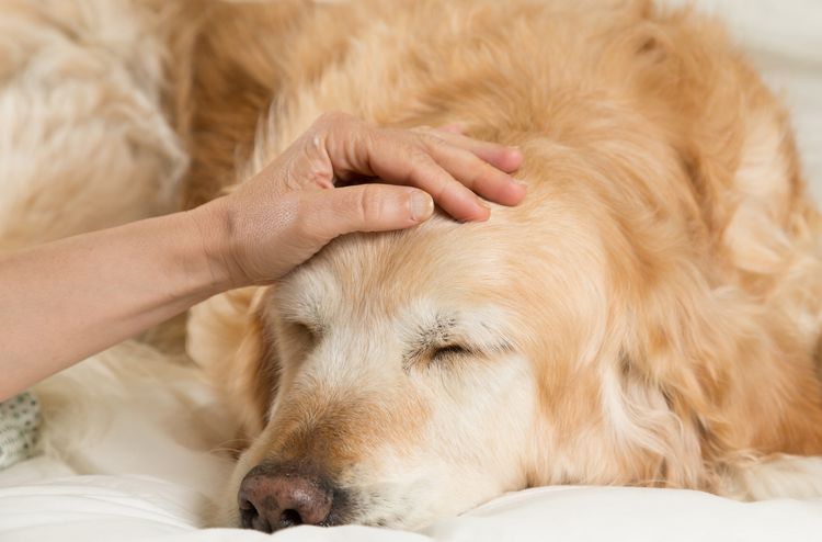 Golden Retriever Hund erkältet sich im Bett erholend