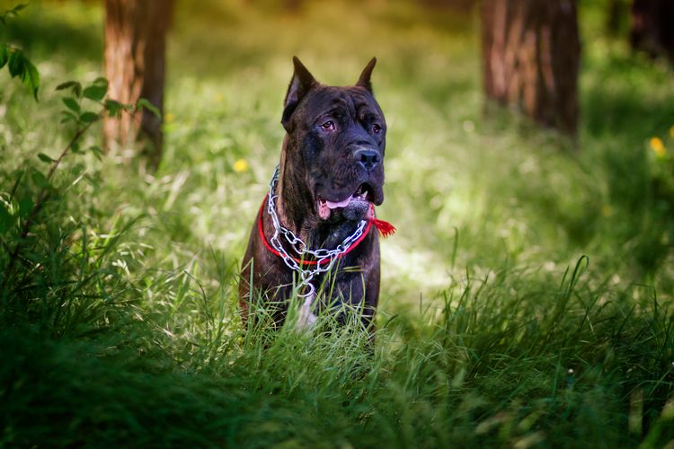 Cane Corso Hund beim Spaziergang im Wald