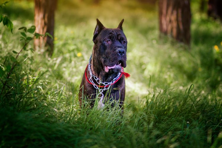 Cane Corso kupierte Ohren Cane Corso Hund beim Spaziergang im Wald