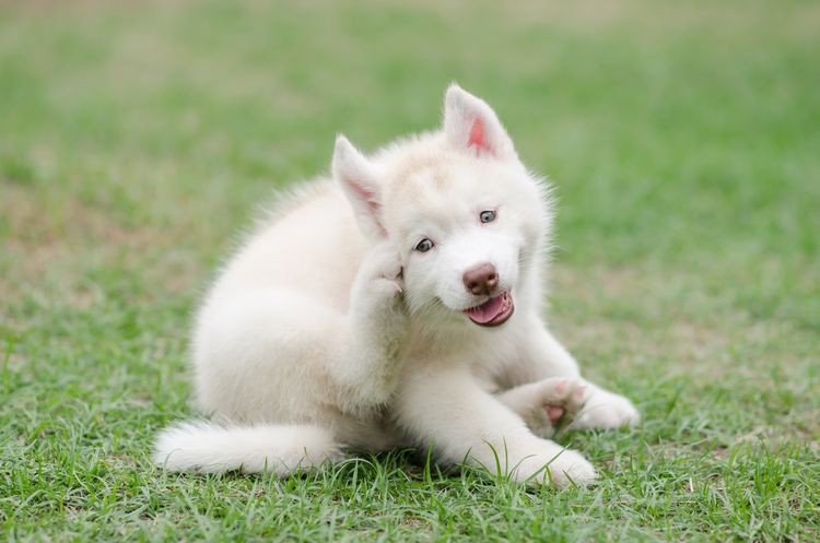 Süßer sibirischer Husky-Welpe kratzt auf grünem Gras