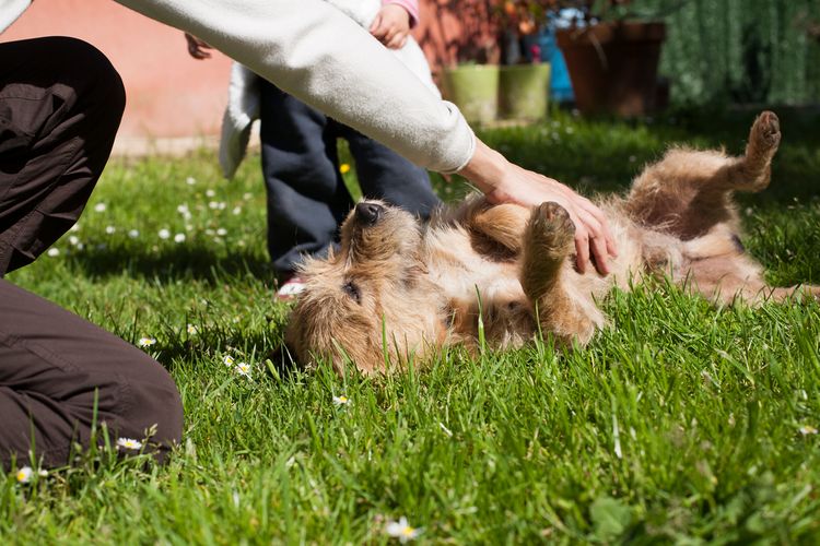 Frau Hand Baby streichelt Hund Frau Hand berühren und streicheln einen braunen Terrier Rasse Hund Bauch liegen auf dem Rücken über grünem Gras Rasen