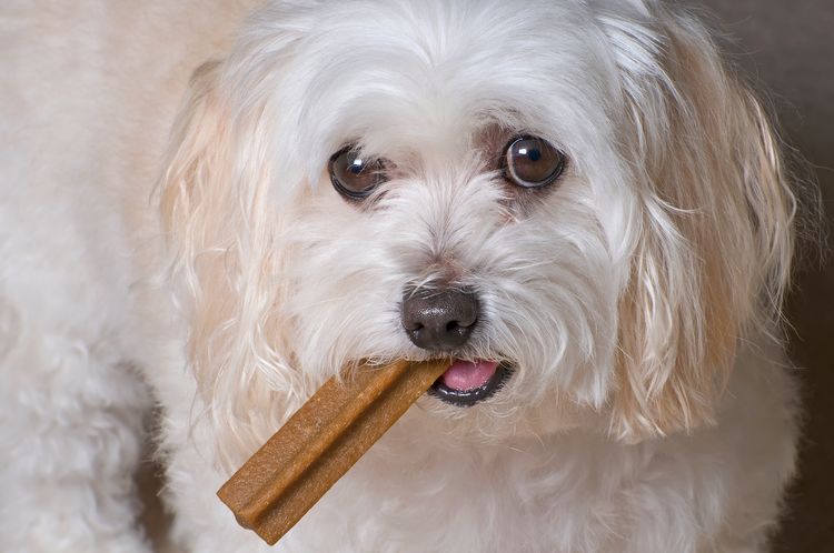 Malteser Toy Pudel Mix Welpe mit seinem Hundeleckerli.