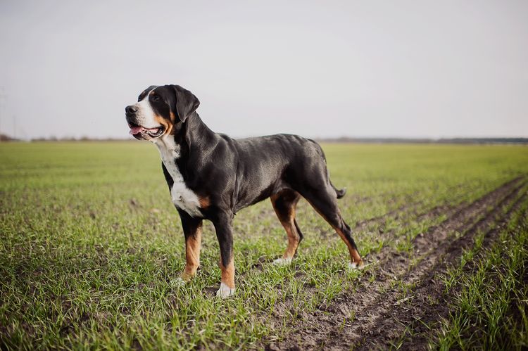 Großer schöner Hund Großer Schweizer Sennenhund