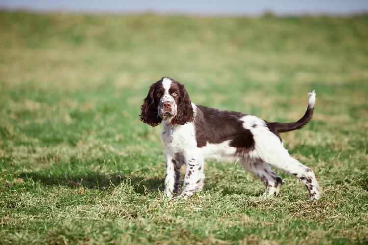 Deutschland, Bayern, English Springer Spaniel auf Gras