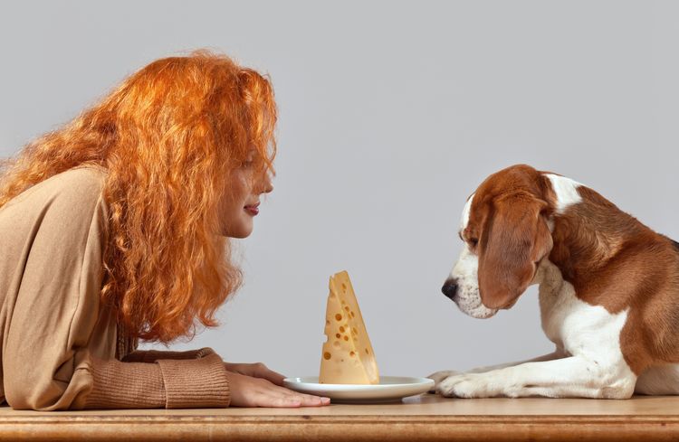 Cheese und rothaarige Frau mit süßem Beagle