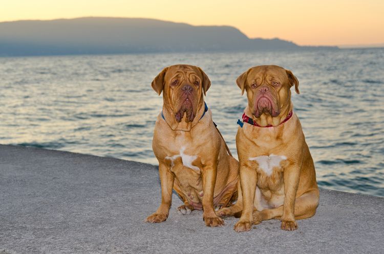 Zwei Bordeauxdoggen sitzen am Pier bei Sonnenuntergang
