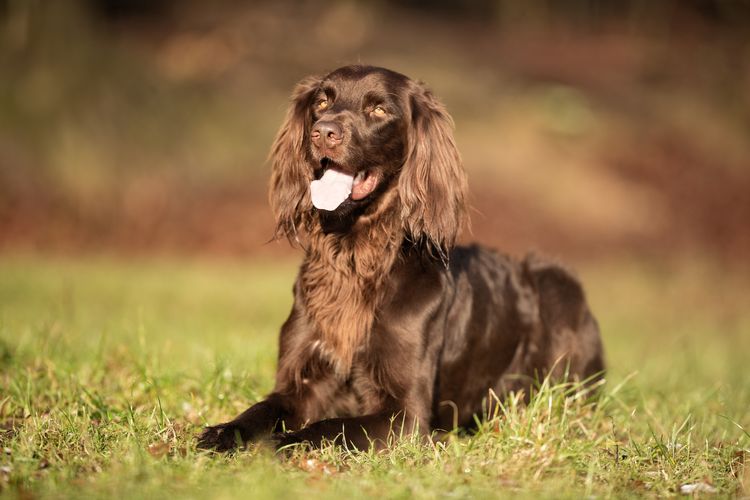 Brauner Deutsch-Langhaar-Vorstehhund an einem sonnigen Frühlingstag im Freien auf einer Wiese.