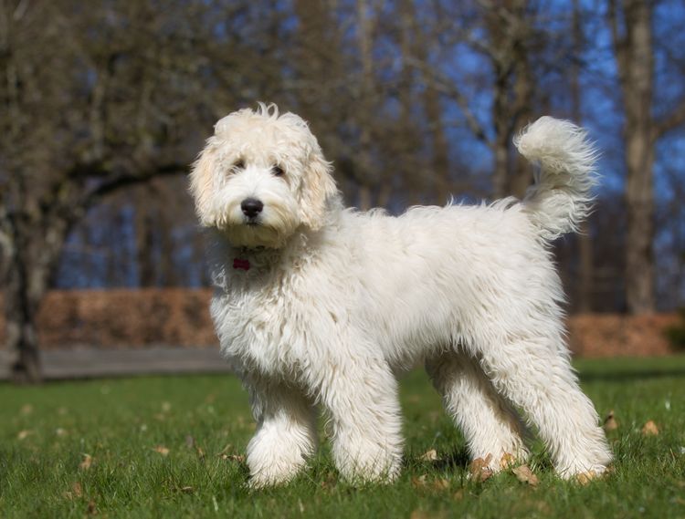 Ein Labradoodle-Mischlingshund ohne Leine draußen in der Natur an einem sonnigen Tag.