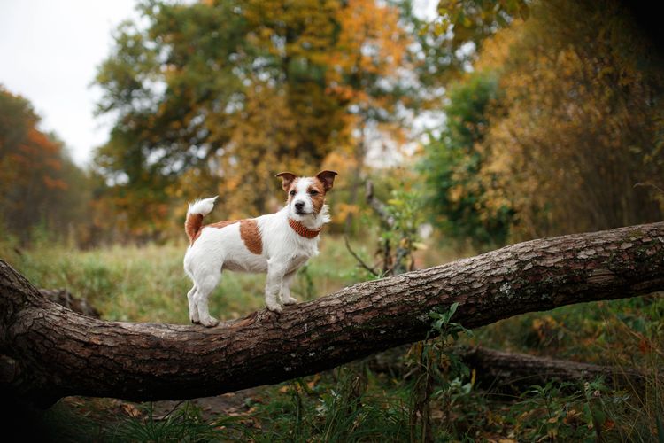 Hunderasse Jack Russell Terrier Hunderasse Jack Russell Terrier beim Spaziergang im Herbstpark
