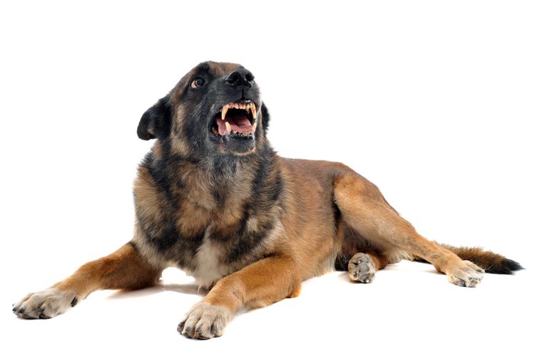 Wütende Malinois Reinrassiger belgischer Schäferhund Malinois wütend vor weißem Hintergrund