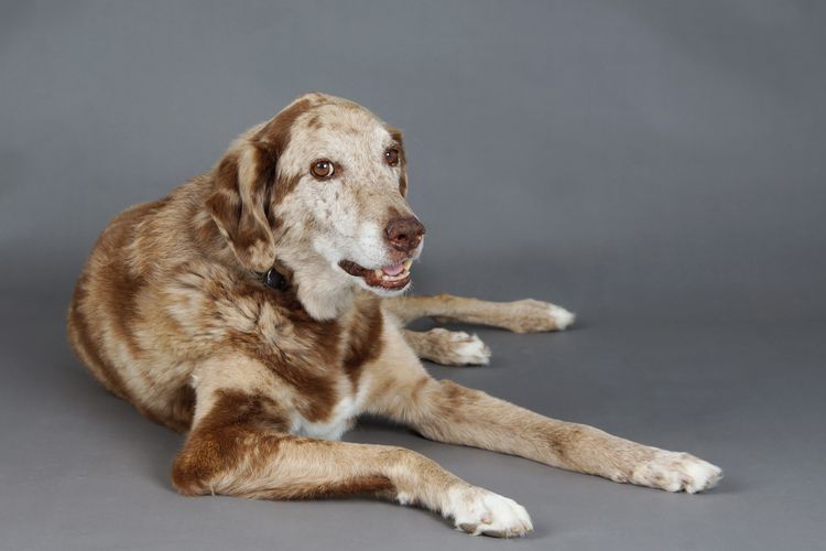 Schöner großer gemischter Labrador und Australian Shepherd Hund im Studio