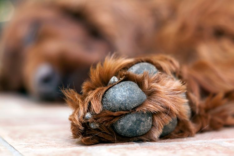 Die Pfote eines schlafenden, faulen Hundes