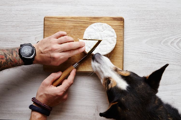 Tätowierte Hände schneiden Camembert Schafskäse Messer teilen Hund