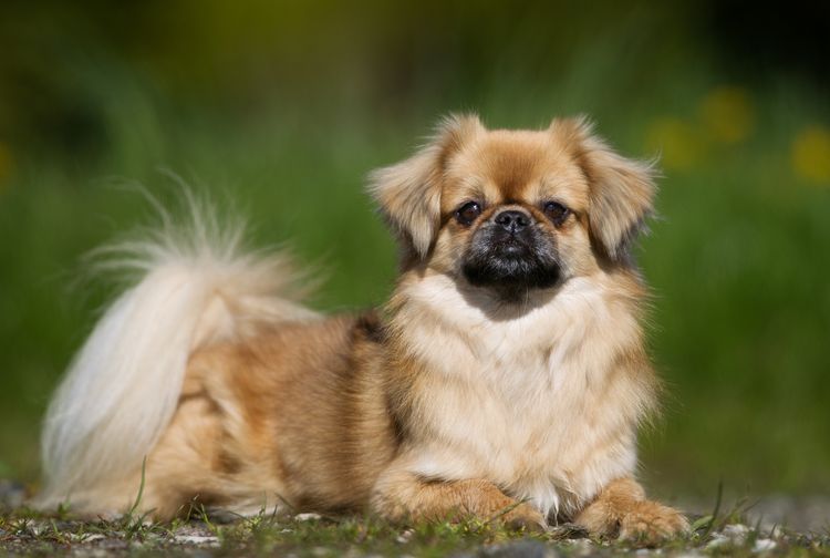 Reinrassiger Tibet Spaniel Hund draußen in der Natur auf einer Wiese an einem Sommertag.