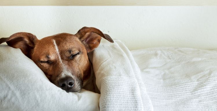 Hund schläft in einem Bett