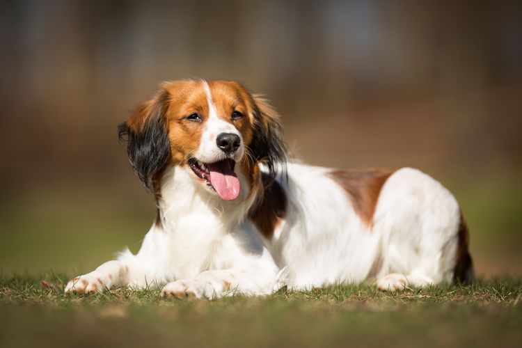 Ein reinrassiger Kooikerhondje-Hund ohne Leine draußen in der Natur an einem sonnigen Tag.