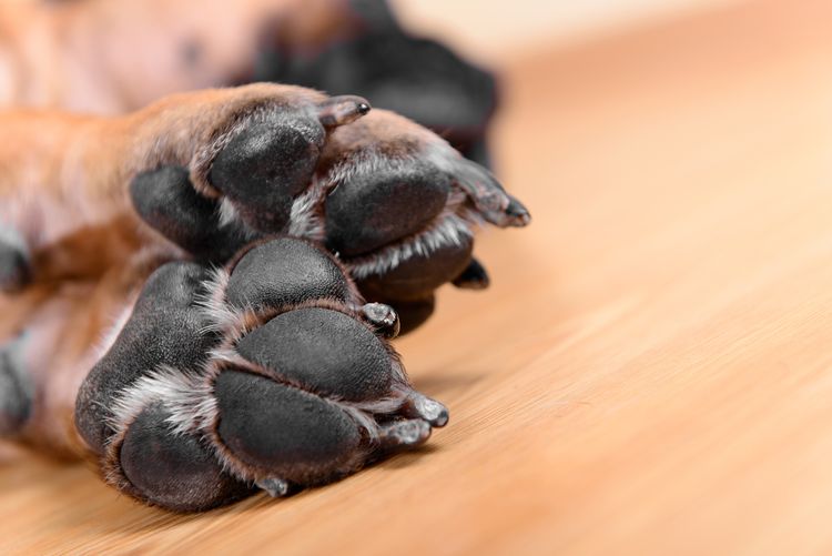 Hundekissen Hundekissen und große Krallen Füße Nahaufnahme