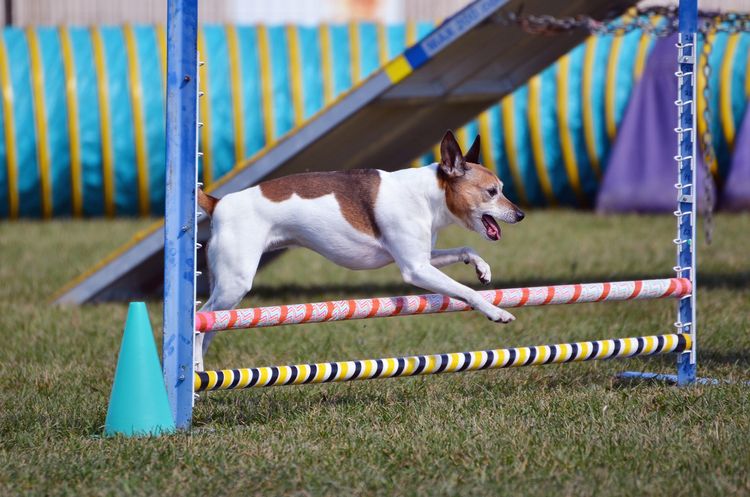 Rat Terrier beim Springen über einen Sprung bei einer Agility-Prüfung