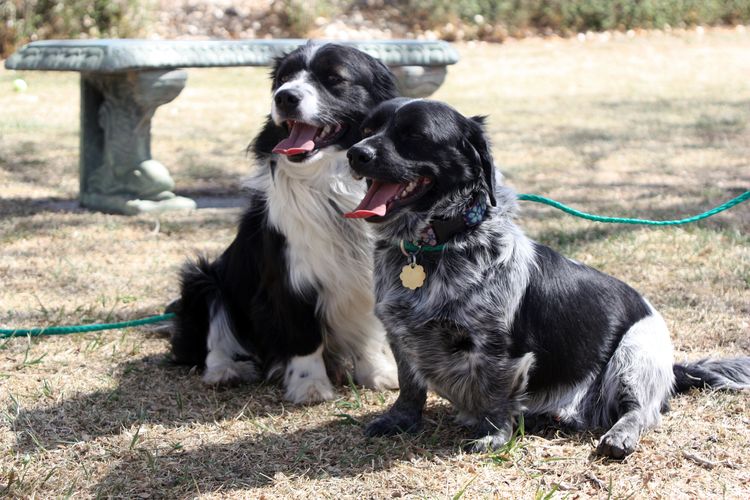 Border Collie Corgi Mix Hunde sitzen zusammen Hunde sind wunderschöne und wunderbare Gefährten. Es gibt so viele verschiedene Hunderassen, alle Formen und Größen. Diensthunde, Blindenhunde, Hunde für Gehörlose, Such- und Rettungshunde und viele mehr. Es ist kein Wunder, dass Hunde ein so wichtiger Teil des menschlichen Lebens sind.