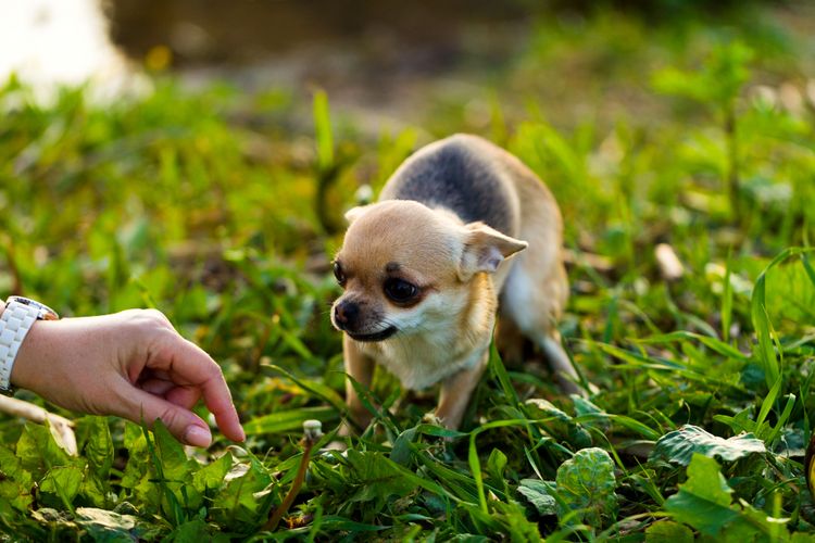 dog, mammal, vertebrate, canidae, dog breed, scared chihuahua, puppy, grass, carnivore, companion dog, small scared dog