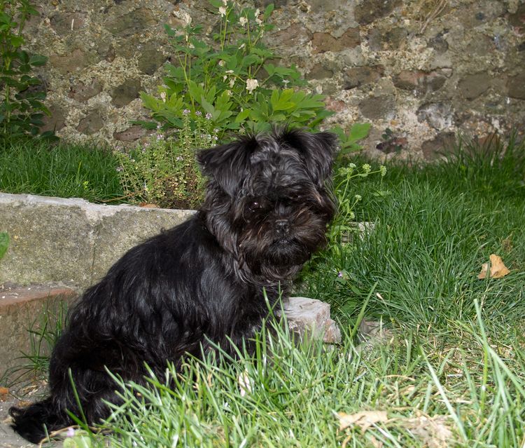 Affenpinscher im Gras Hund, Pflanze, Fleischfresser, Hunderasse, Begleithund, Gras, Bodendecker, Wasserhund, Schwanz, Schnauze,