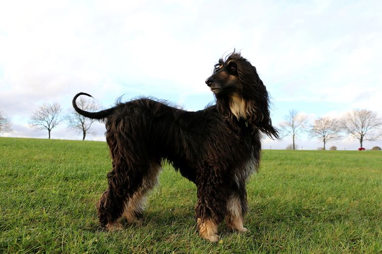 Hund, Wolke, Himmel, Wirbeltier, Pflanze, Fleischfresser, Leber, Hunderasse, Begleithund, Grasland,