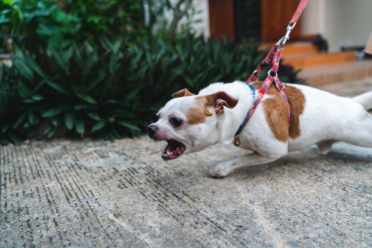 Kutya, Kutyafajta, Canidae, Társas kutya, Húsevő, Mauzó, Póráz, Sportoló csoport, Barna, Ritka fajta (kutya), Kis kutya rángatja a pórázt és nagyon agresszíven ugat, Agresszív ugatás kutyánál, Agresszív ugatás kutyánál