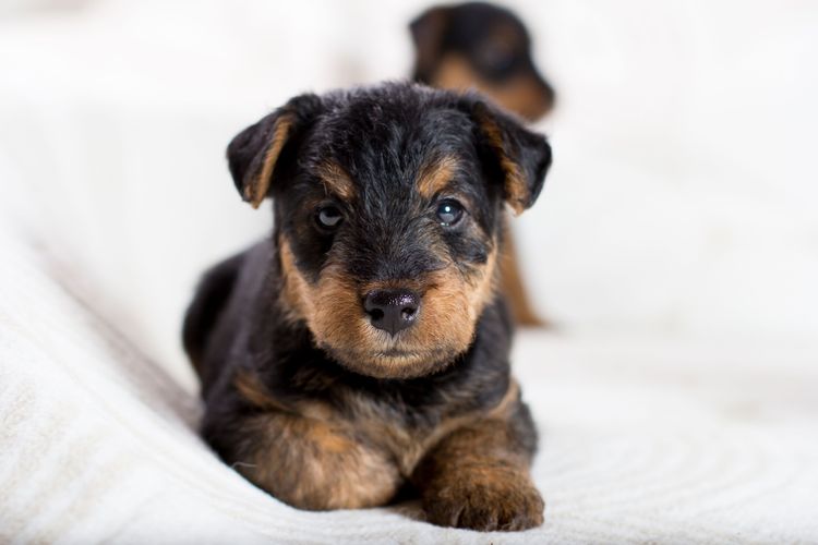 Hund, Säugetier, Wirbeltier, Hunderasse, Canidae, Welpe, Fleischfresser, Rasse ähnlich Schwarz-Brauner Terrier, Hund ähnlich Schnauze, Begleithund, Airedale Terrier Welpe, Braun schwarzer Hund