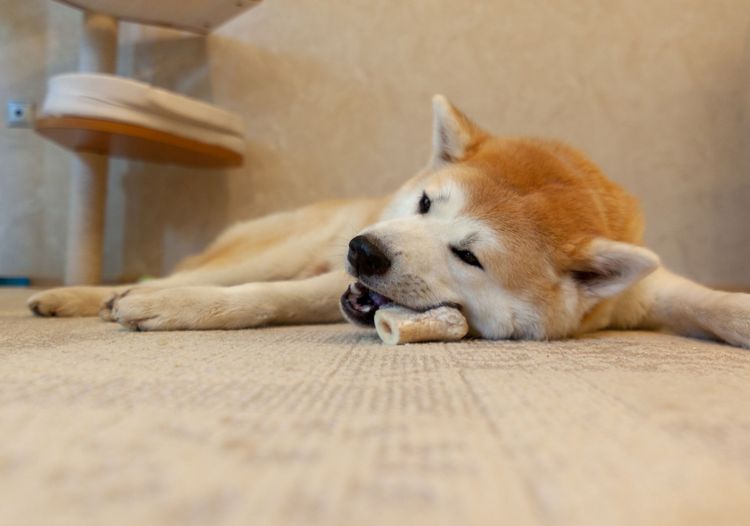 Akita Inu auf Boden liegend mit Kauspielzeug Hund, Säugetier, Wirbeltier, Canidae, Hunderasse, Fleischfresser, Akita-Getränk, Akita, Akita Inu auf Boden liegend mit Kauspielzeug