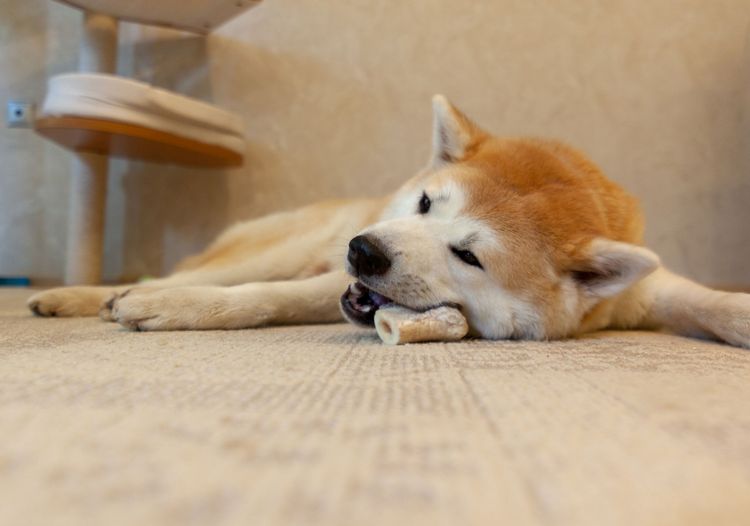 Hund, Säugetier, Wirbeltier, Canidae, Hunderasse, Fleischfresser, Akita-Getränk, Akita, Akita Inu auf Boden liegend  mit Kauspielzeug