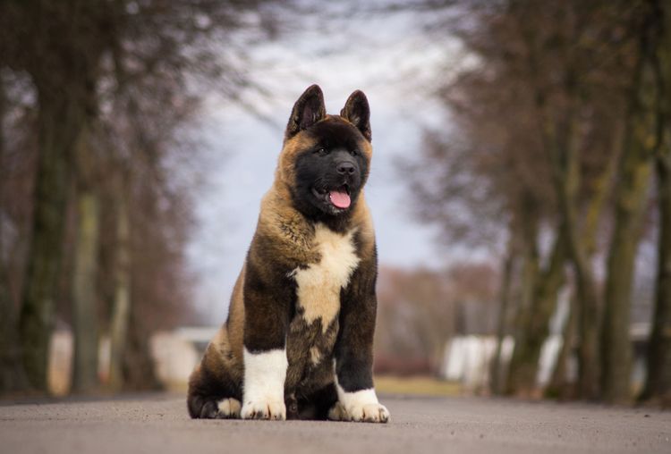 Hund, Säugetier, Wirbeltier, Canidae, Hunderasse, Fleischfresser, Akita, Schnauze, Sportgruppe, Seltene Rasse (Hund), gefleckter Akita Inu sitzend auf Straße bei Allee