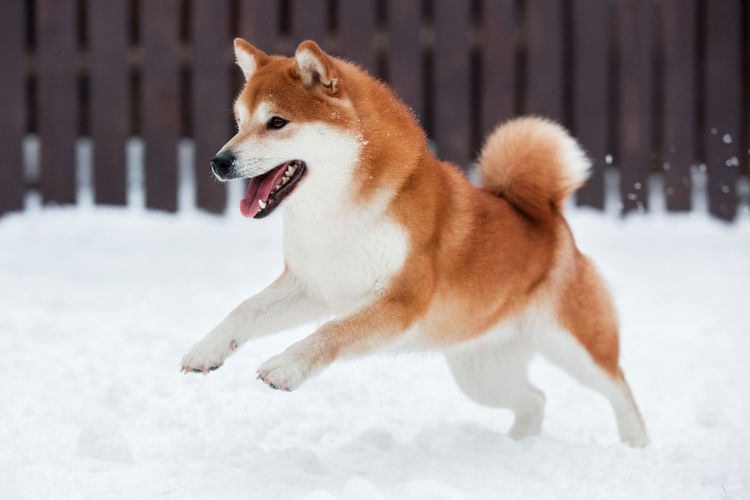 Hund, Säugetier, Wirbeltier, Hunderasse, Canidae, Fleischfresser, Akita inu, Akita, Hund spielt im Schnee