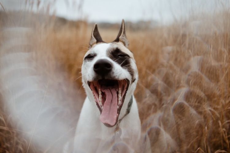 Hund,Lächeln,Zahn,Fleischfresser,Hunderasse,Kiefer,Fang,Glücklich,Schnurrhaare,Halsband,