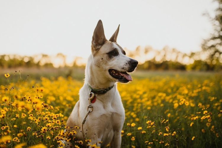 Blume, Pflanze, Himmel, Hund, Natur, Hunderasse, Menschen in der Natur, Fleischfresser, Gras, Glücklich,