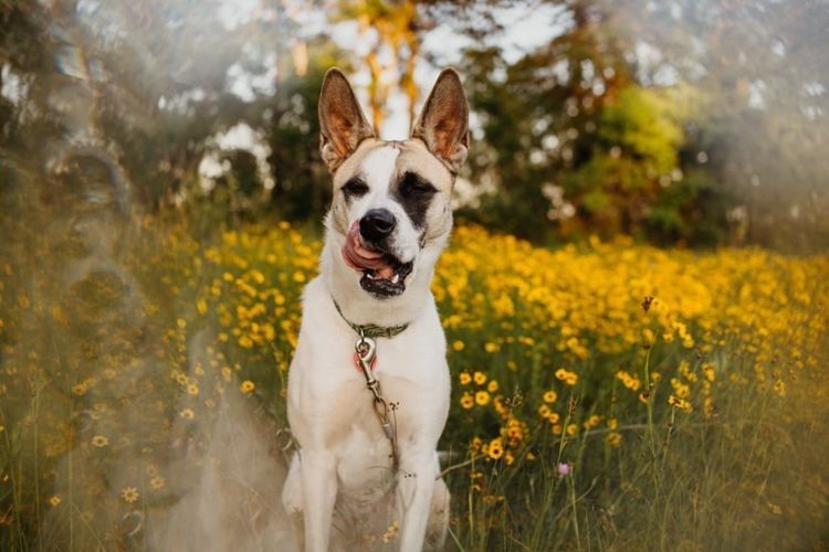 Blume, Hund, Pflanze, Hunderasse, Natur, Fleischfresser, glücklich, Sonnenlicht, Halsband, Gras,