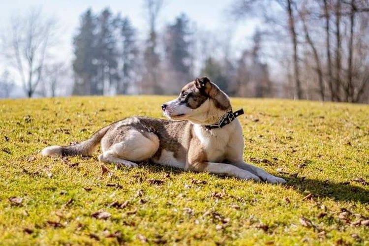 Hund, Himmel, Fleischfresser, Baum, Pflanze, Hunderasse, Rehkitz, Begleithund, Gras, Wiese,