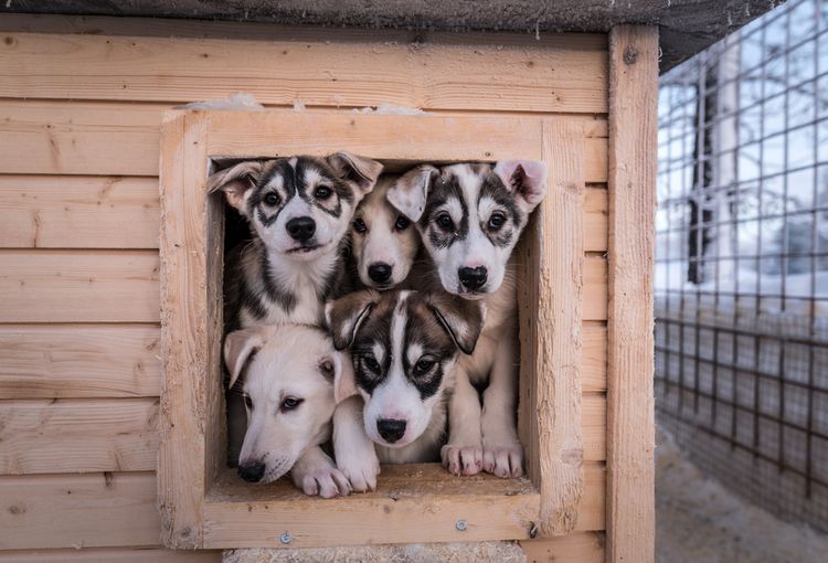 Alaskan Husky liegend, schwarz weißer Laufhund, Amerikanische Hunderassse für Schlitten, Schlittenhund, Arbeitshund, Hund mit Stehohren, Welpen in einer Kiste, Hundehütte, fünf kleine Welpen, Stehohren beim Welpen, Kippohren bevor es Stehohren werden, Alaskan Welpen, Huskywelpe