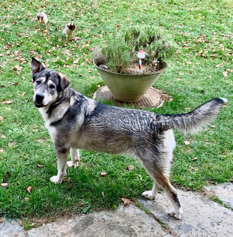 Alaskan Malador © Janine Anselment Hund,Pflanze,Fleischfresser,Hunderasse,Gras,Bodendecker,Blumentopf,Schwanz,Sportliche Gruppe,Arbeitstier,