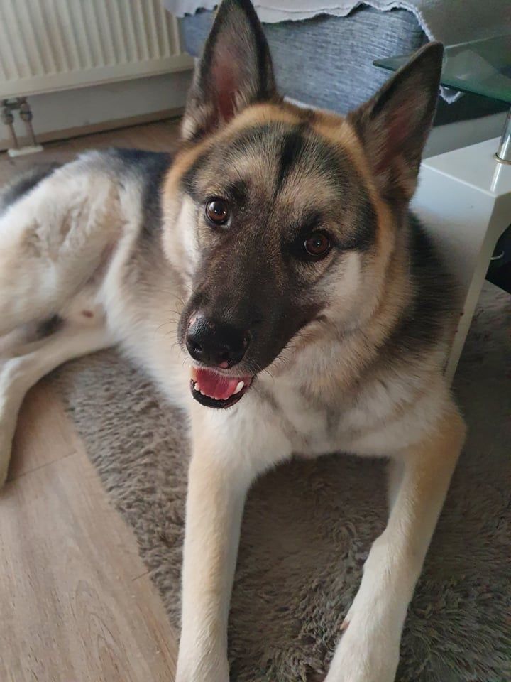 Alaskan Shepherd © Sabrina Misimi Hund,Fleischfresser,Kiefer,Hunderasse,Pflanze,Kitz,Begleithund,Tierbedarf,Schnauze,Halsband,