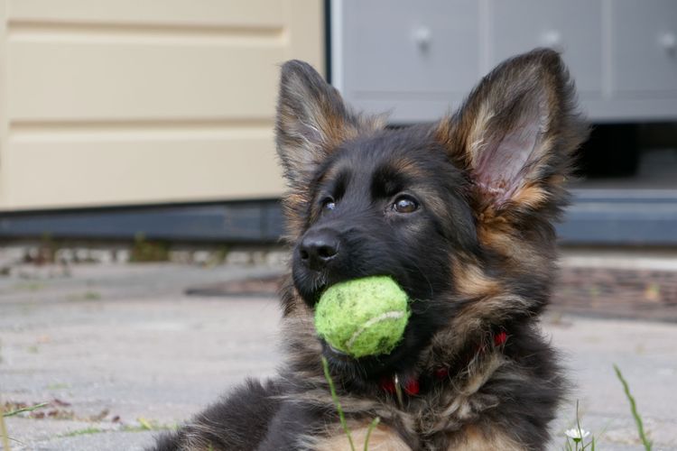 Hund beruhigen