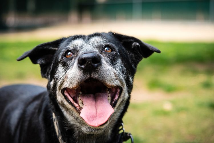 Causes de l'ataxie chez le chien