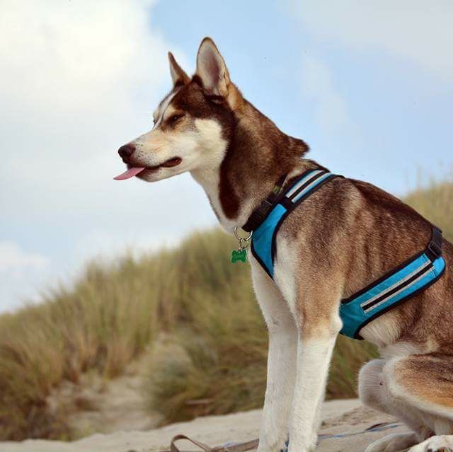 Alusky © Nicole Kaster Hund,Himmel,Wolke,Halsband,Fleischfresser,Hundeversorgung,Hunderasse,Haustierversorgung,Arbeitstier,Hundehalsband,