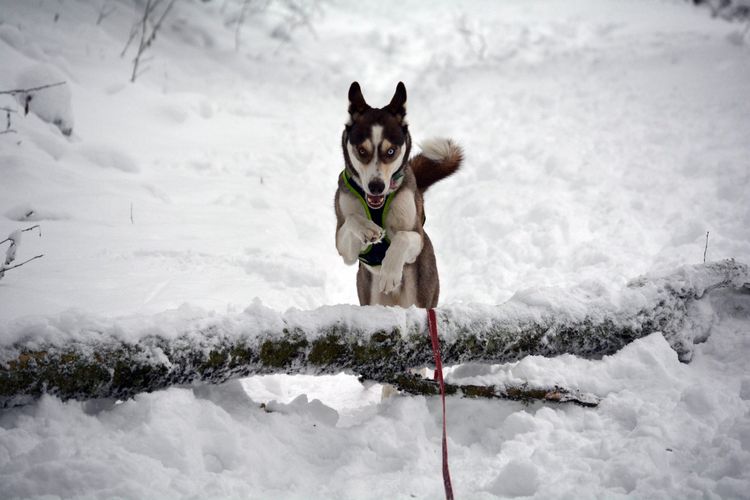 Alusky © Nicole Kaster Hund,Schnee,Hunderasse,Fleischfresser,Gefrieren,Hang,Erholung,Geologisches Phänomen,Winter,Sportliche Gruppe,