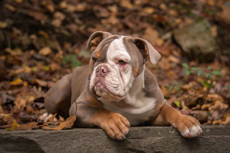 Hund, Säugetier, Wirbeltier, Hunderasse, Canidae, Bulldogge, Amerikanische Bully liegend auf Ast im Wald