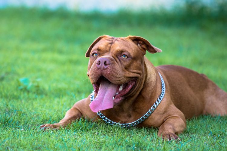 Hund, Säugetier, Wirbeltier, Hunderasse, Canidae, Fleischfresser, Bulldogge der Renaissance, Gras, Molosser, American Bully mit Kettenhalsband liegend auf Wiese mit offenem Maul