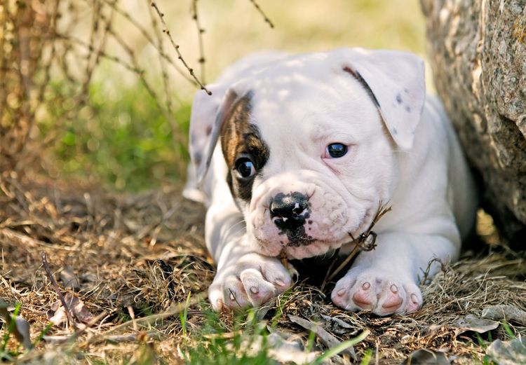 American Bully puppy lying under tree Dog, mammal, vertebrate, dog breed, Canidae, American bulldog, white bulldog, bulldog, old English bulldog, white American bully puppy lying under tree