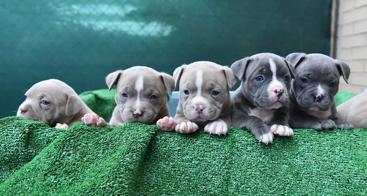 keine kupierten Ohren beim American Bully Welpen grau weiß, blaue Welpen