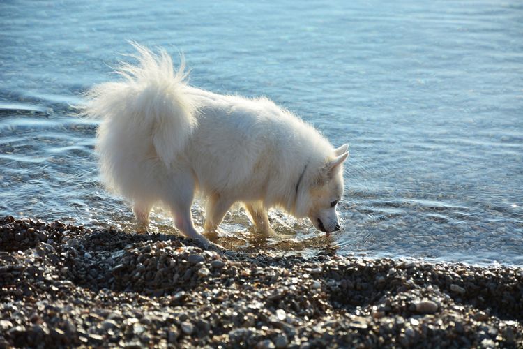 American Eskimo Dog Standard, mittelgroßer weißer Hund mit langem Fell, amerikanischer Spitz