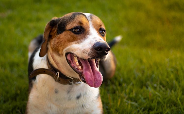 American Foxhound dreifärbig gähnt in die Kamera und sitzt auf einer Wiese, Hund mit drei Farben, große Hunderasse, Großer Jagdhund aus Amerika