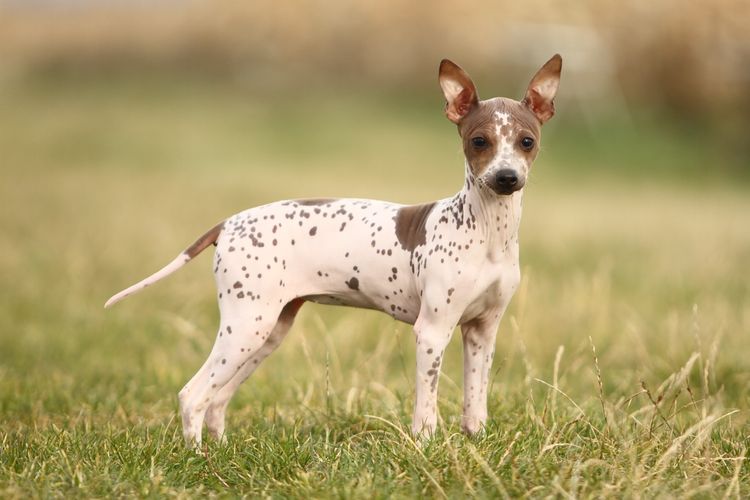 American Hairless Nackthund gepunktet